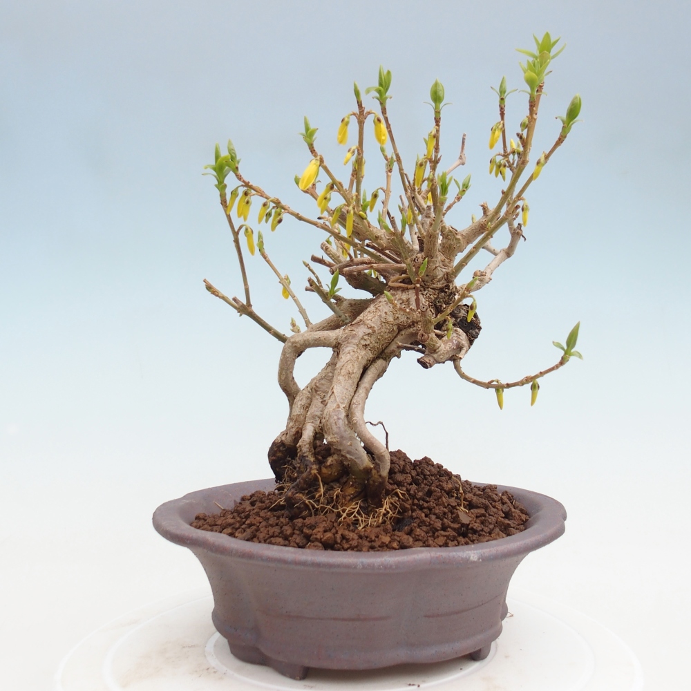 Bonsaï d'extérieur - Zlatice - Forsythia koreana