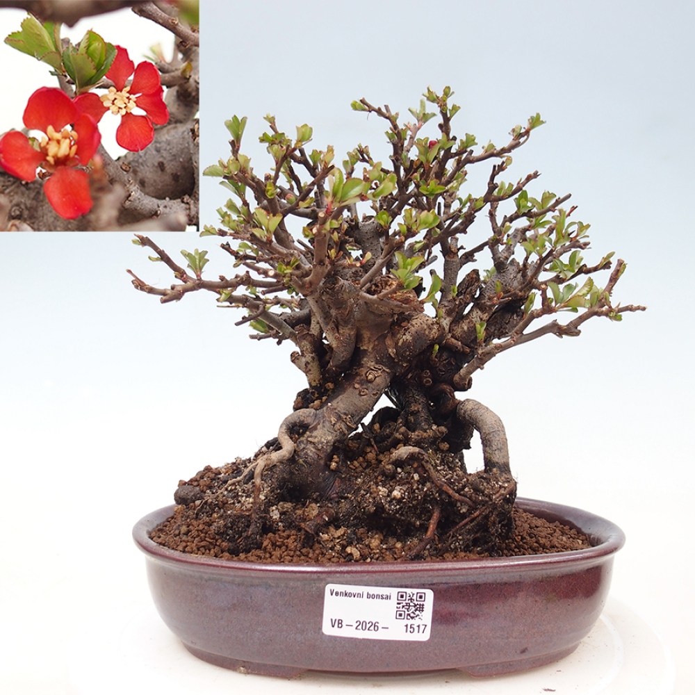 Bonsaï d'extérieur - Chaneomeles speciosa - Coing