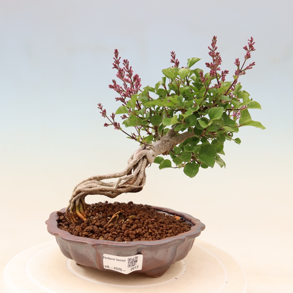Bonsaï d'extérieur - Syringa microphylla - lilas à petites fleurs