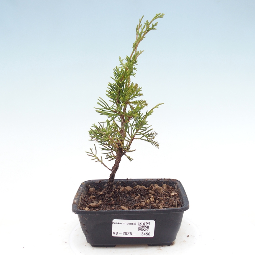 Bonsaï d'extérieur - Juniperus chinensis Itoigawa