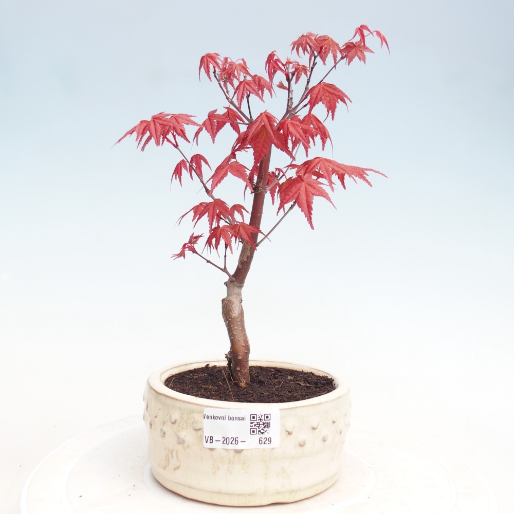 Bonsaï d'extérieur - Acer palmatum DESHOJO