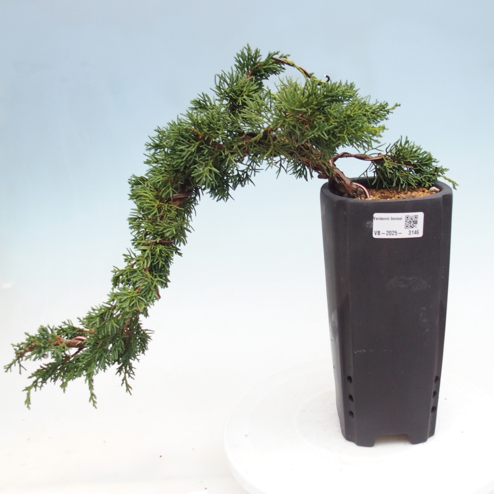 Bonsaï d'extérieur - Juniperus chinensis Kishu