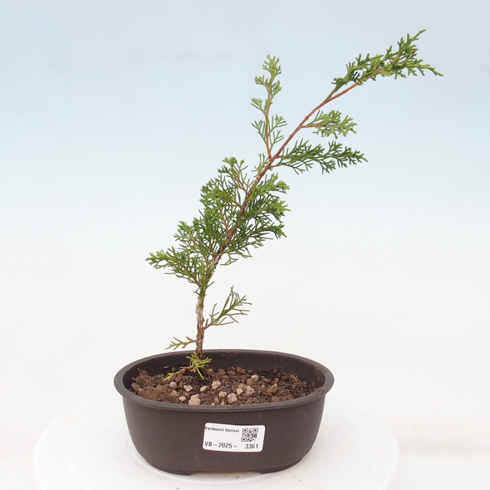 Bonsaï d'extérieur - Juniperus chinensis Itoigawa