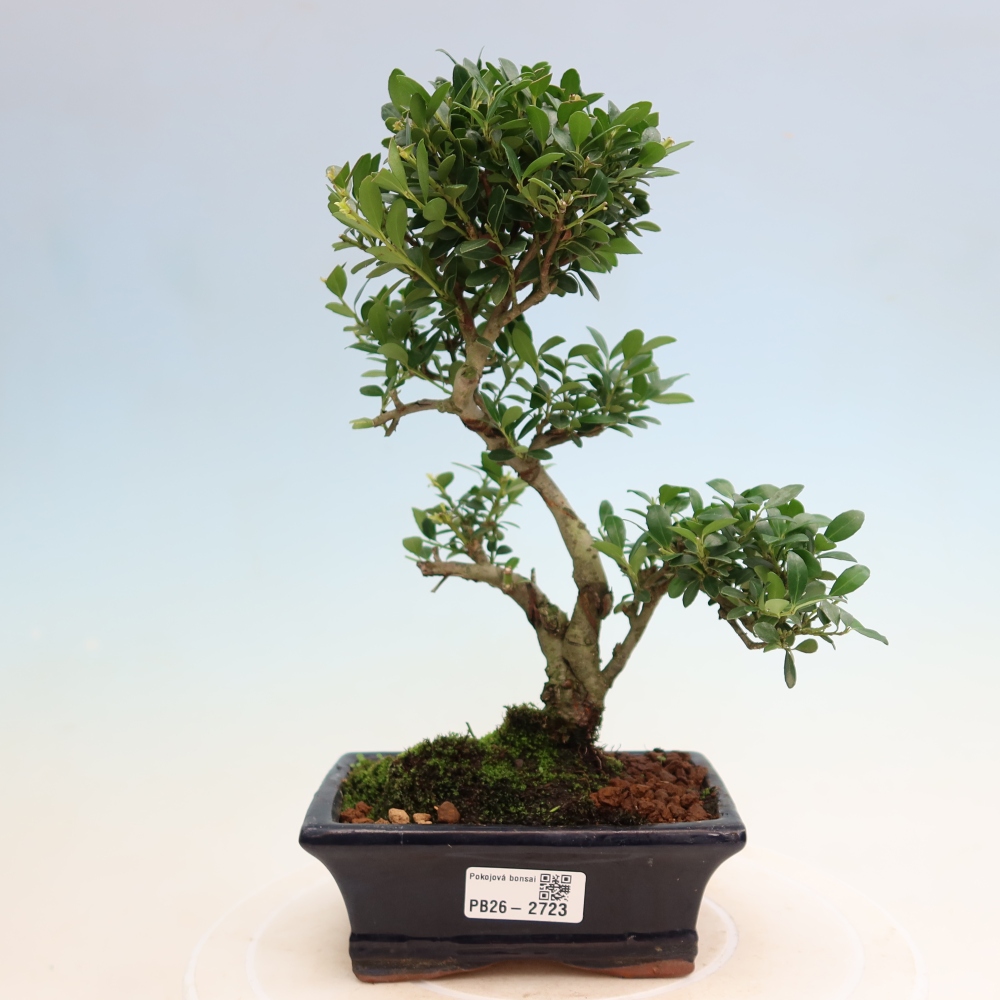 Bonsaï de chambre - Ilex crenata - Houx