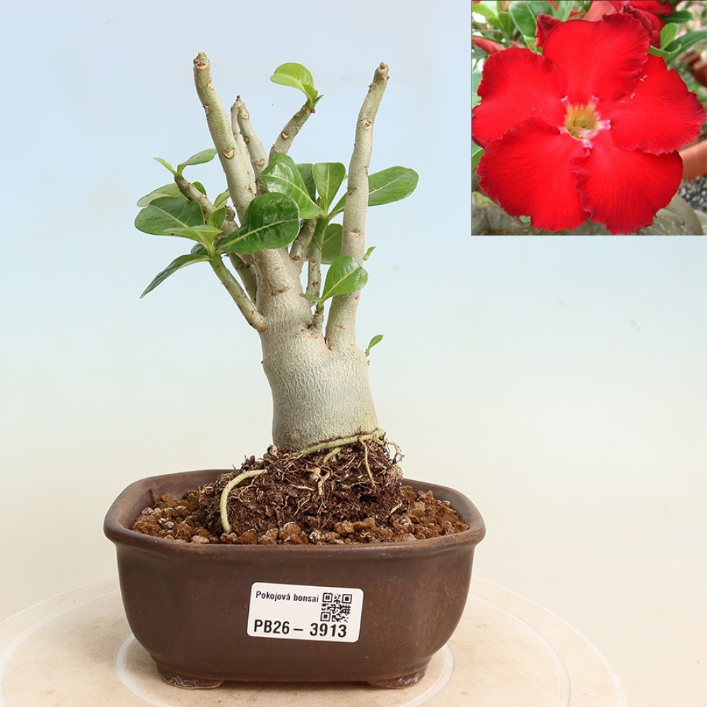 Bonsaï d'intérieur - Adenium obesum Red Star - Rose du désert