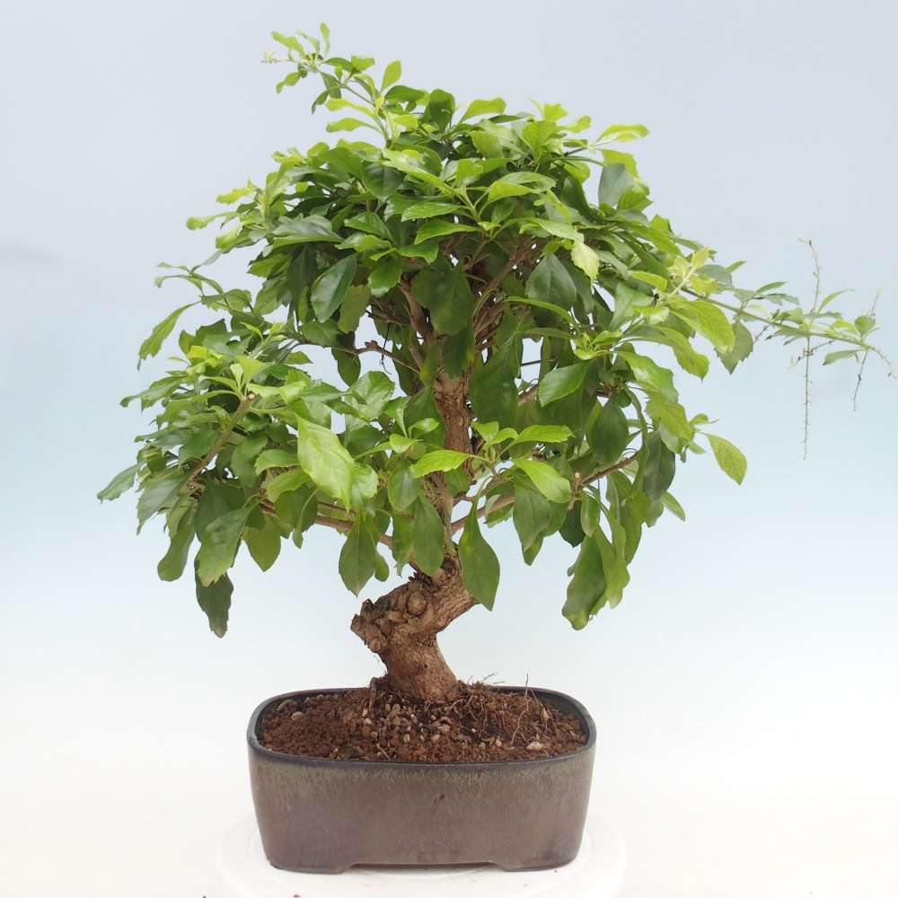 Bonsaï de chambre - Duranta repens -Duranta