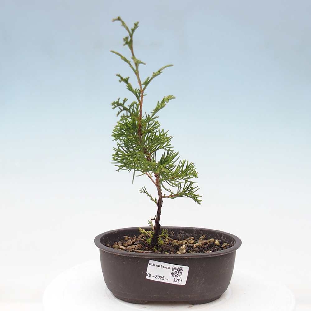 Bonsaï d'extérieur - Juniperus chinensis Itoigawa