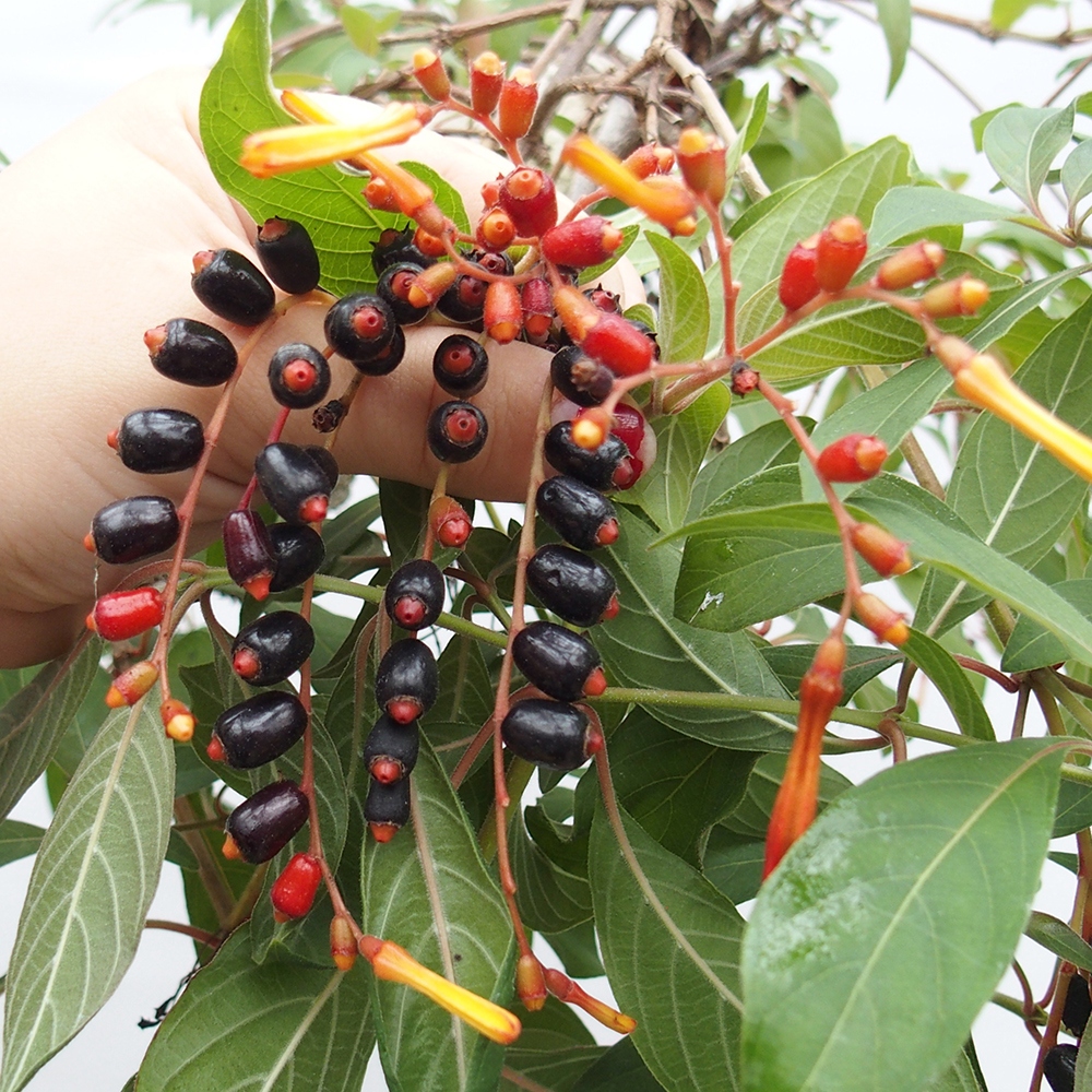 Bonsaï de chambre - Hamelia patent