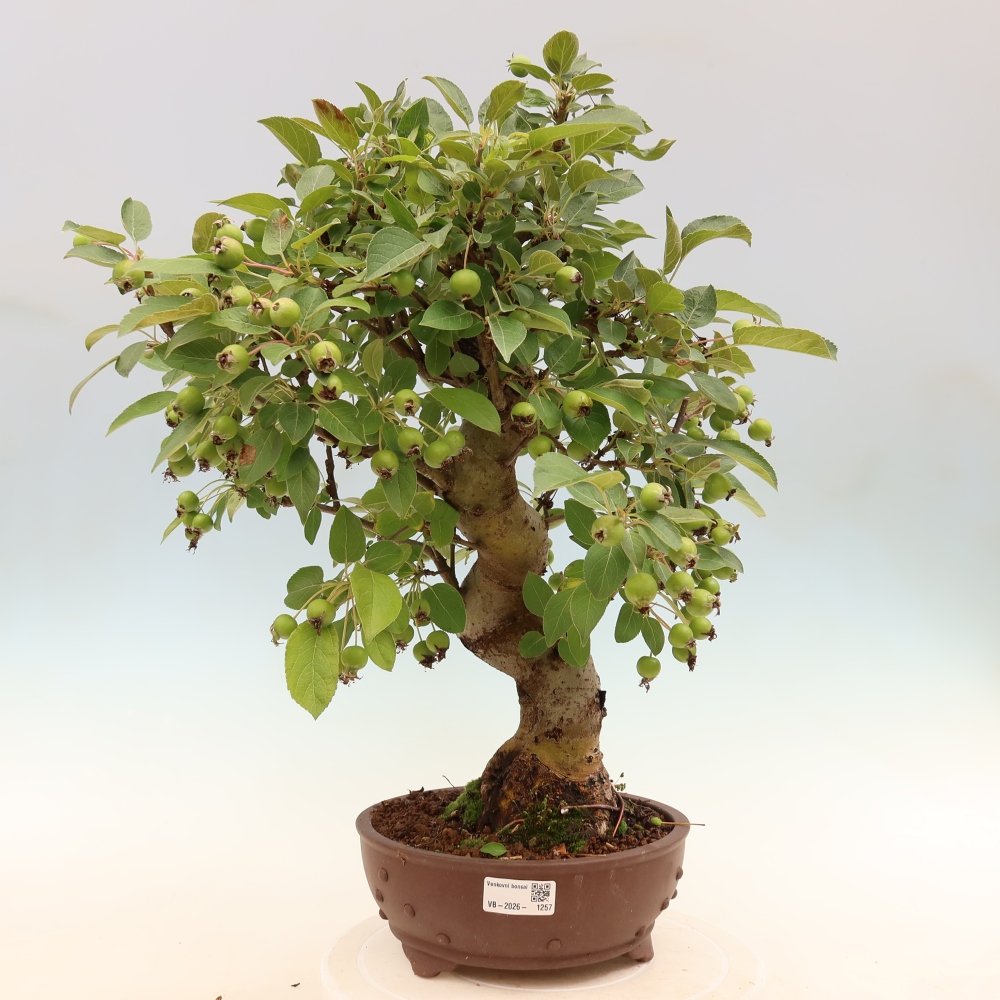 Bonsaï d'extérieur -Malus halliana - Pommier à petits fruits