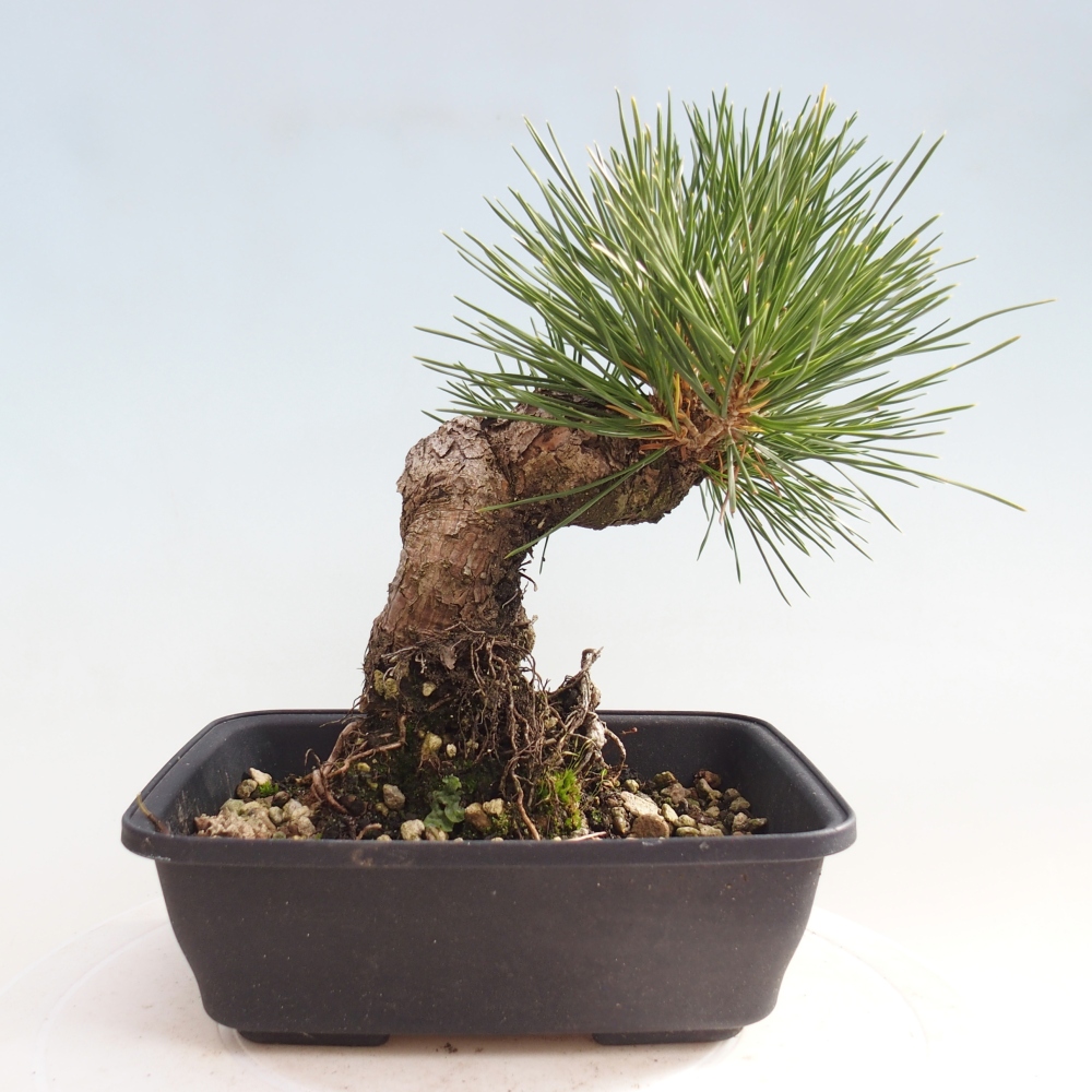 Bonsaï d'extérieur - Pinus thunbergii - Pin de Thunberg