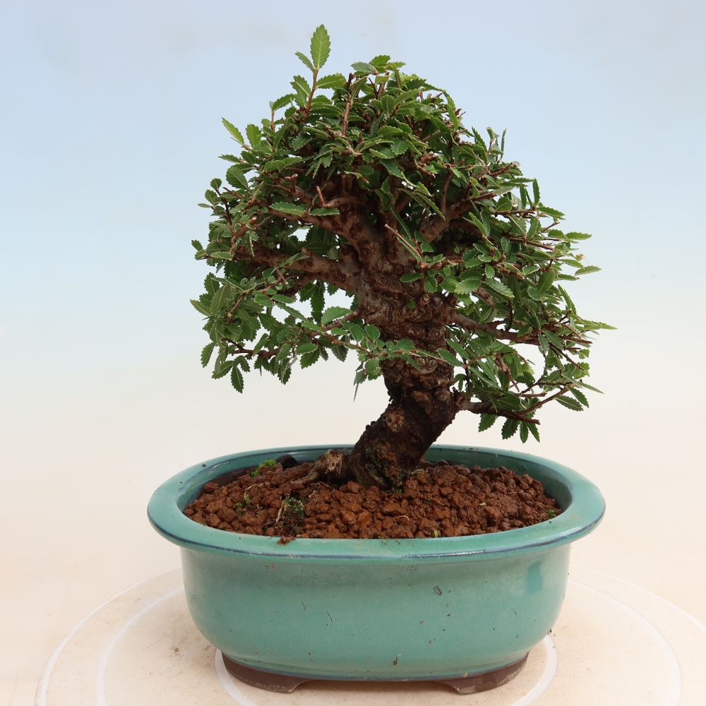 Bonsaï d'extérieur - Zelkova - Zelkova NIRE