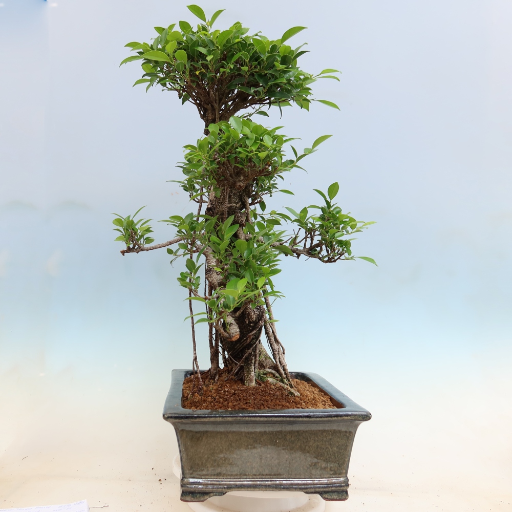 Salle bonsaï - Ficus kimmen - ficus à petites feuilles