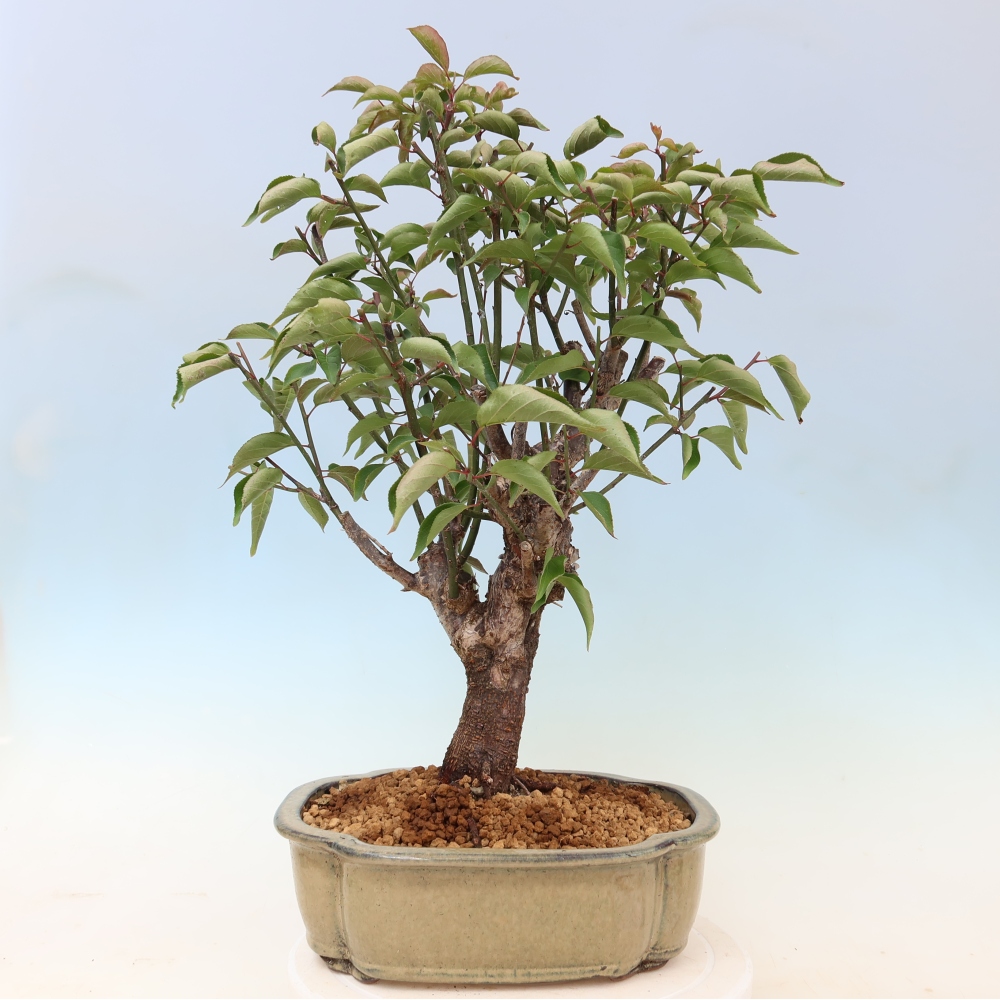 Bonsaï d'extérieur - Abricotier japonais - Prunus Mume