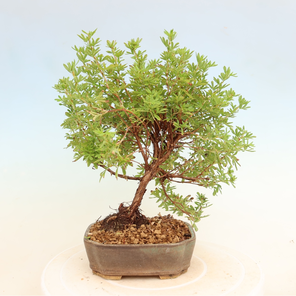 Bonsaï d'extérieur - Potentille arbustive - Potentilla fruticosa « Bellissima »