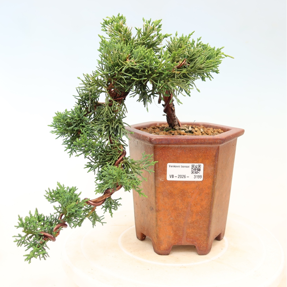 Bonsaï d'extérieur - Juniperus chinensis Kishu