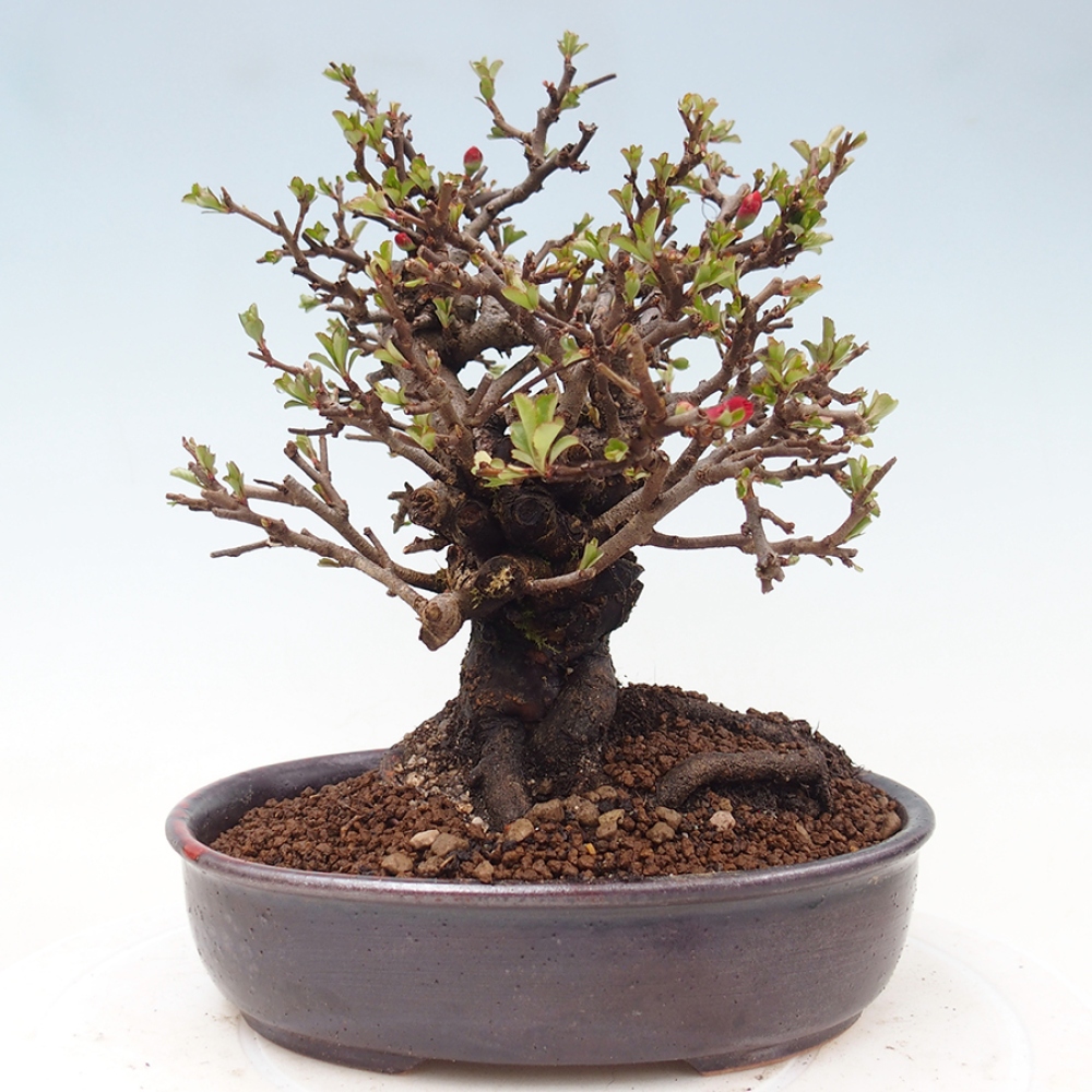 Bonsaï d'extérieur - Chaneomeles speciosa - Coing