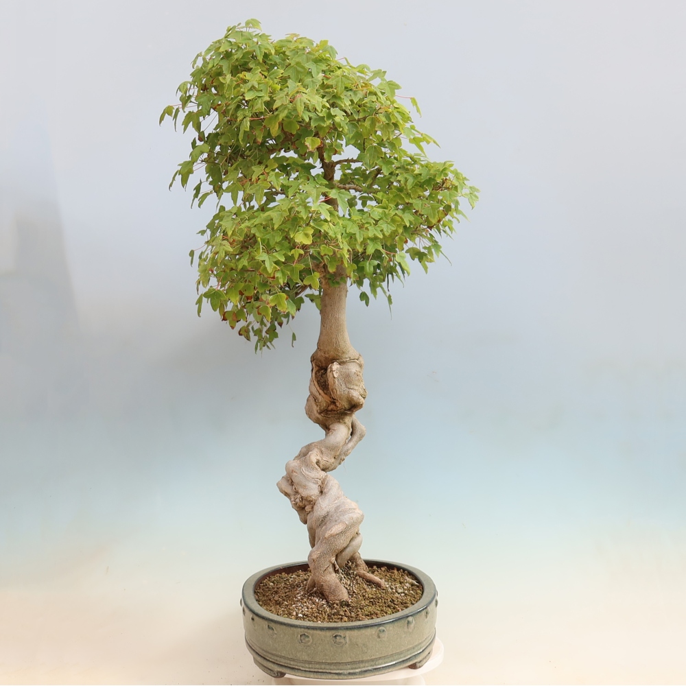 Bonsaï d'extérieur - Acer Buergerianum - Burger Maple
