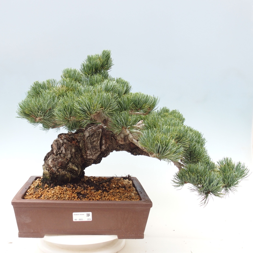 Bonsaï d'extérieur - Pinus parviflora - Pinus parviflora