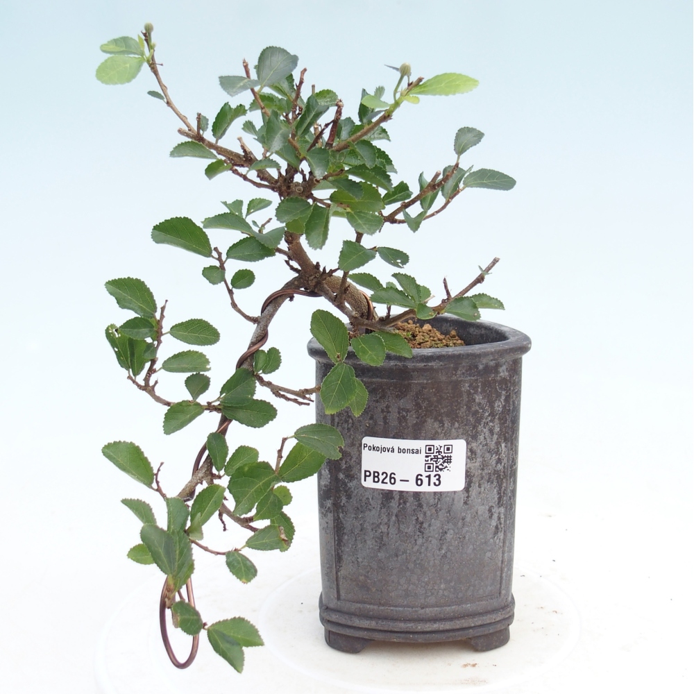 Bonsaï d'intérieur - Grewia occidentalis - Etoile de mer lavande