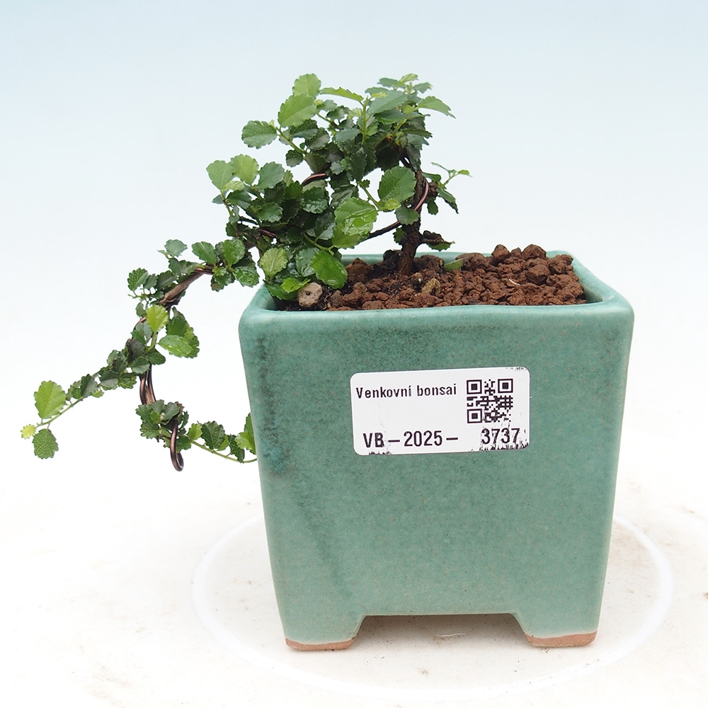 Bonsaï de chambre - Grewia sp. - Grewia malafolia