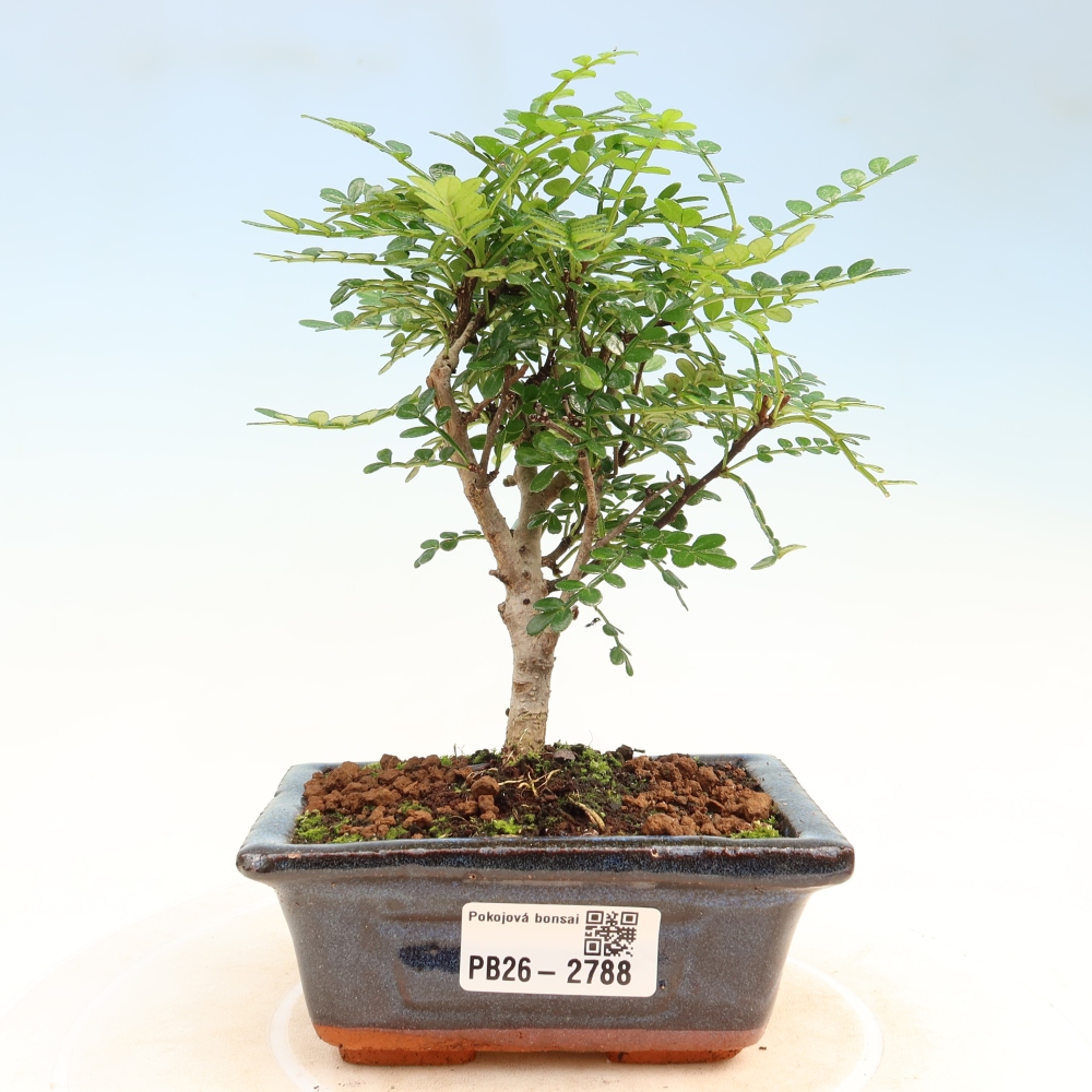 Salle bonsaï - Zantoxylum piperitum - arbre à poivre