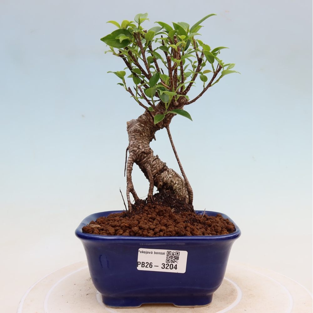 Salle bonsaï - Ficus kimmen - ficus à petites feuilles