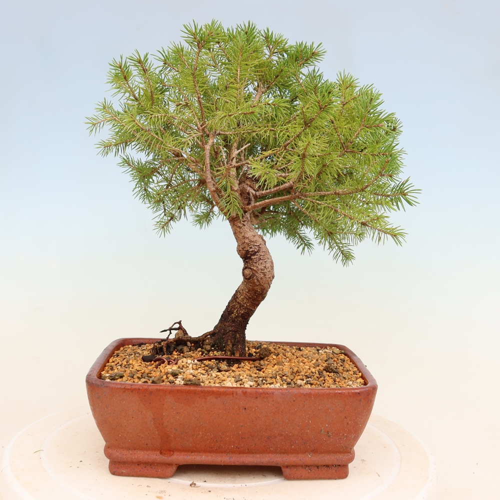 Bonsaï d'extérieur - Épicéa - Picea glauca globe