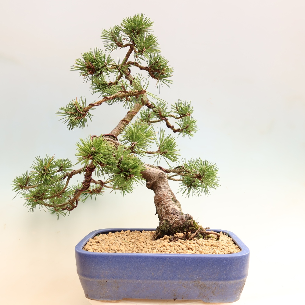 Bonsaï d'extérieur - Pinus mugo Humpy  - Pin nain