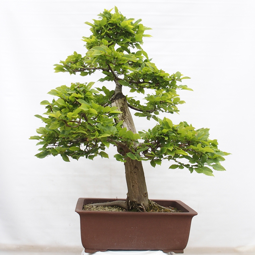 Bonsaï d'extérieur - Charme - Carpinus betulus