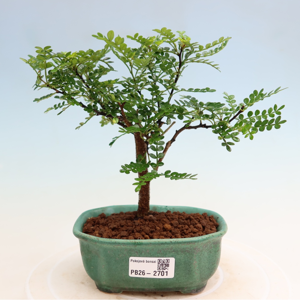 Salle bonsaï - Zantoxylum piperitum - arbre à poivre