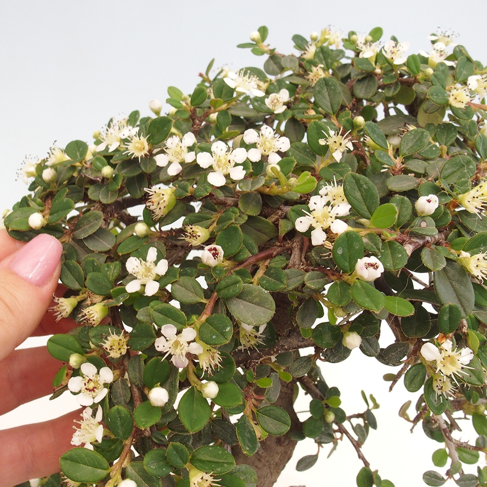 Bonsaï d'extérieur-Cotoneaster dammeri - Damer's Rock