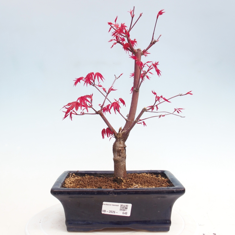 Bonsaï d'extérieur - Acer palmatum DESHOJO