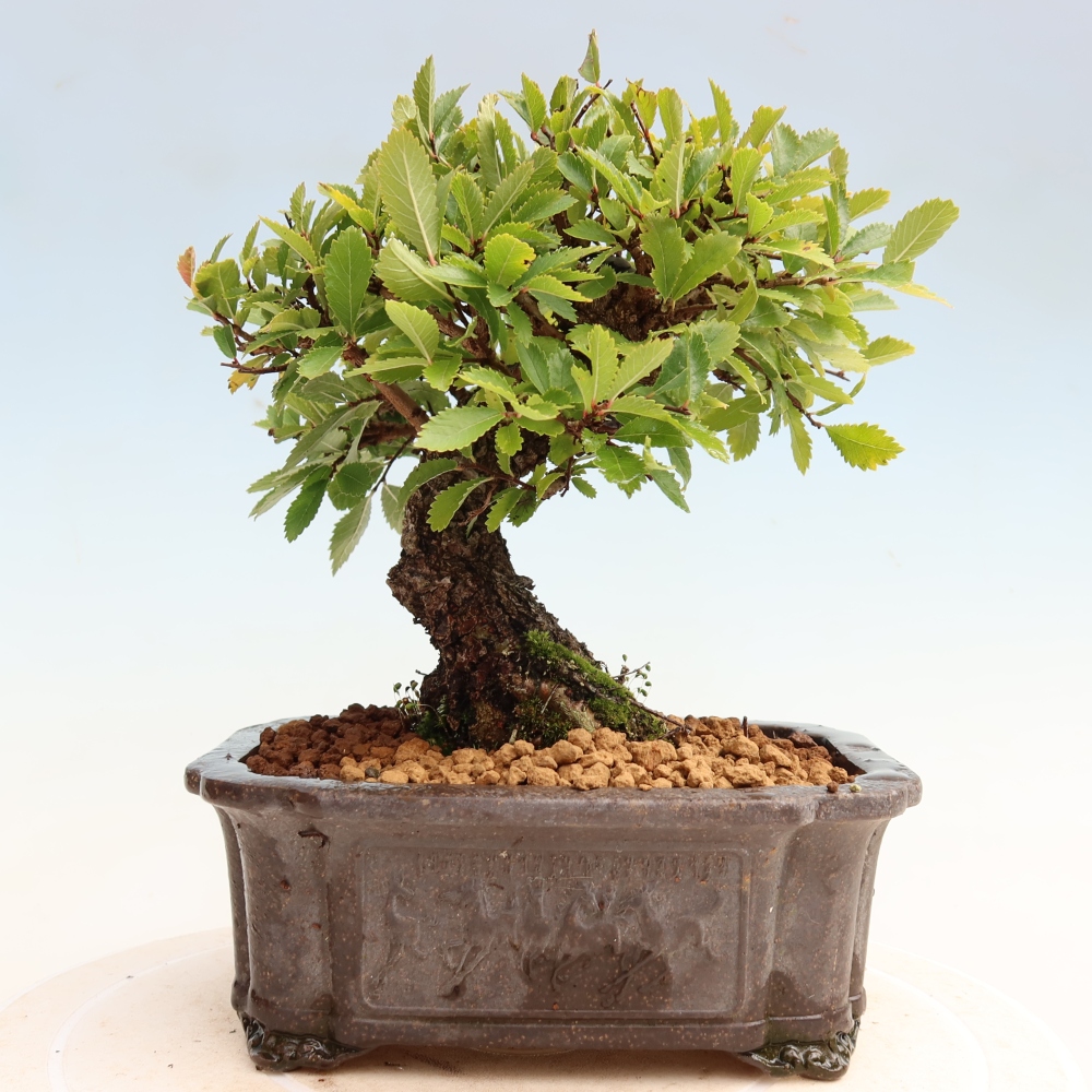 Bonsaï d'extérieur - Zelkova - Zelkova NIRE