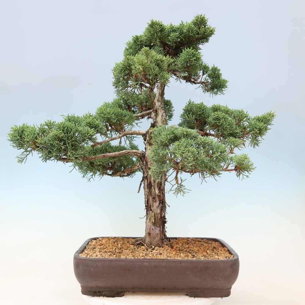 Bonsaï d'extérieur - Juniperus chinensis Kishu