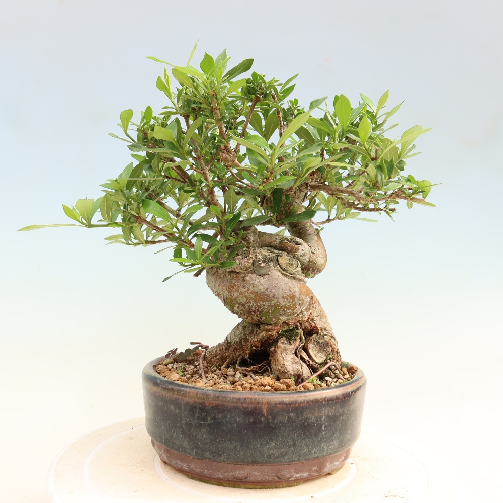 Bonsaï de chambre - Gardenia jasminoides-Gardenia