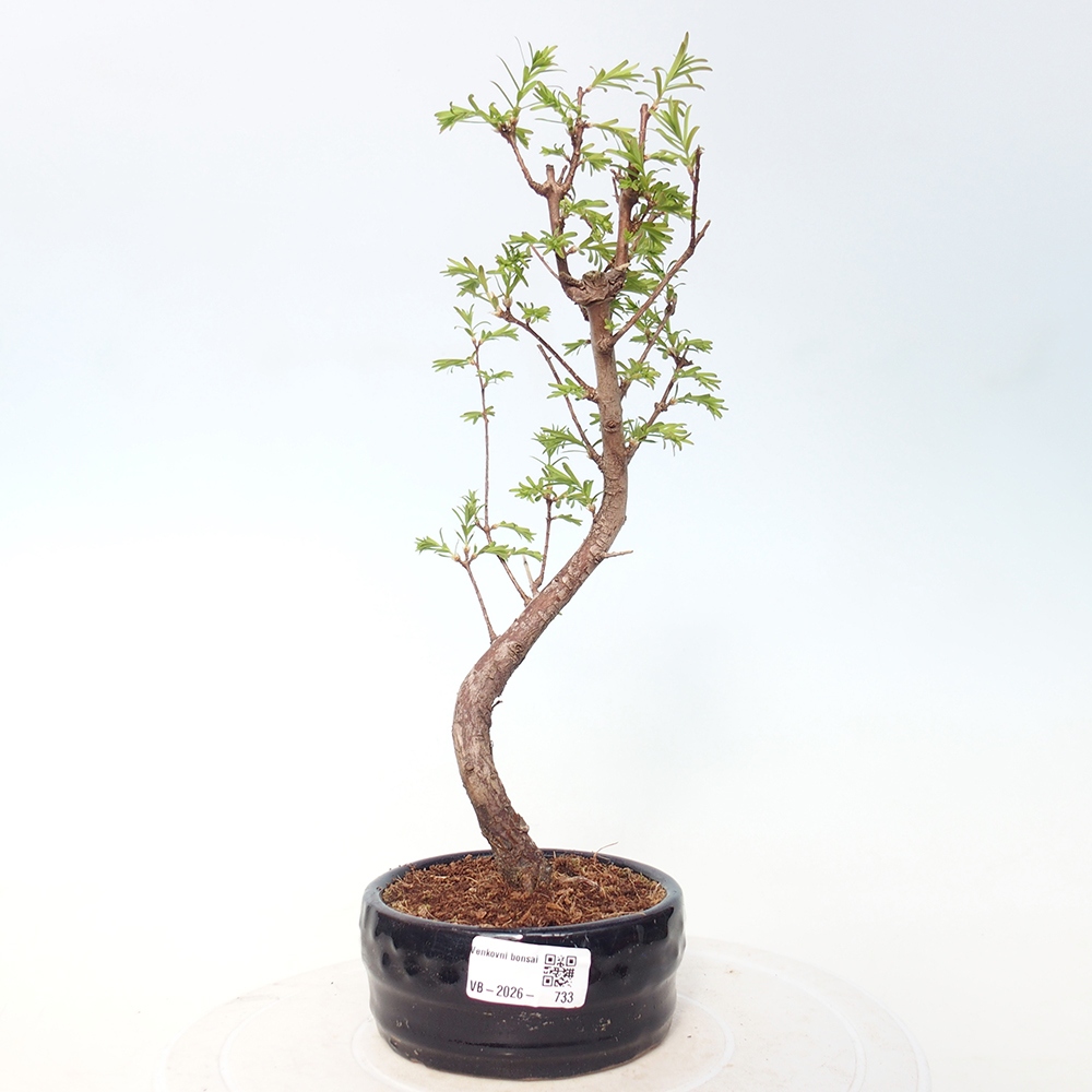 Bonsaï d'extérieur - Metasequoia glyptostroboides - Metasequoia chinois