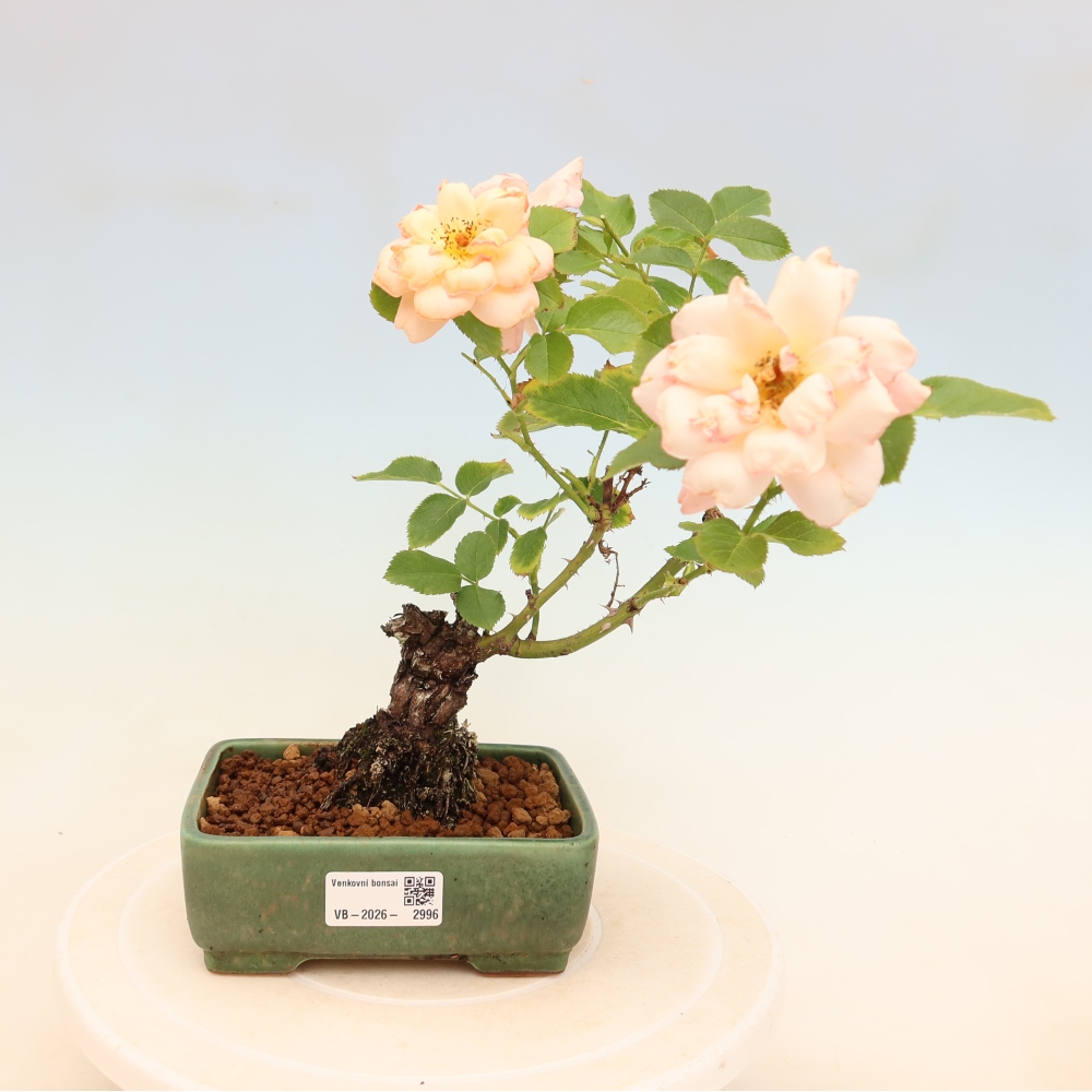 Bonsaï d'extérieur - Rosa Kordes - rose