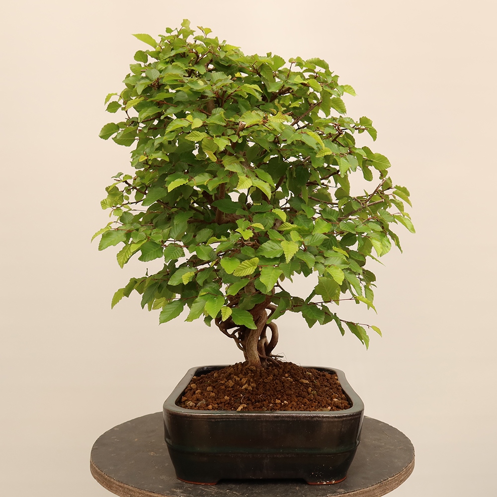 Bonsaï d'extérieur -Carpinus Coreana - Charme de Corée