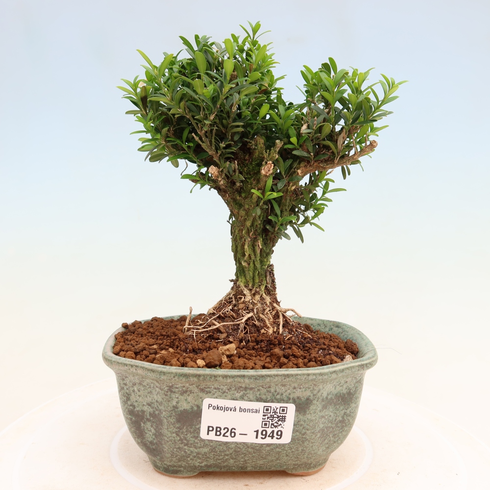 Bonsaï de chambre - Buxus harlandii - buxus liège