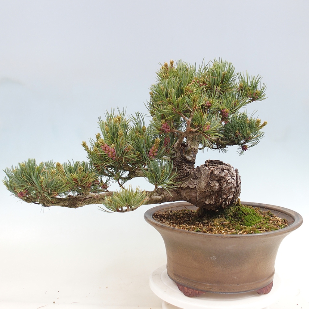 Bonsaï d'extérieur - Pinus parviflora - Pinus parviflora