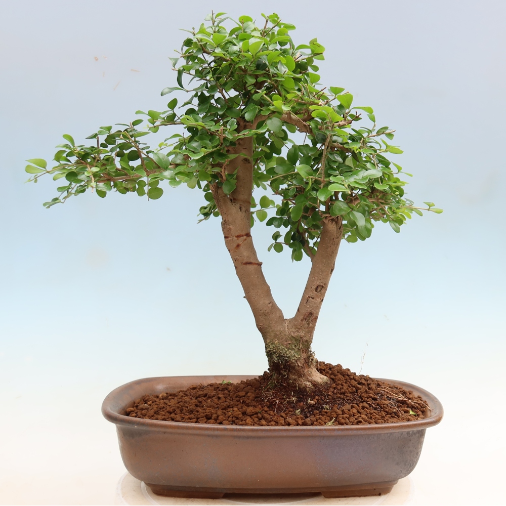 Bonsaï de chambre -Ligustrum retusa - bec d'oiseau à petites feuilles