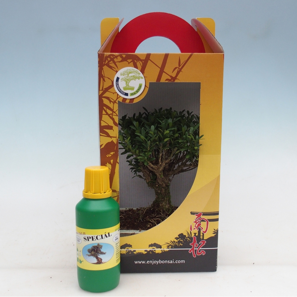 Bonsaï de chambre en boîte cadeau Buxus harlandii - buxus liège