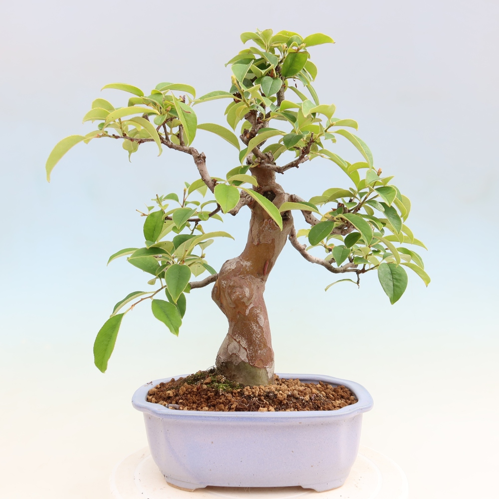 Bonsaï d'extérieur - Pseudocydonia sinensis - cognassier chinois