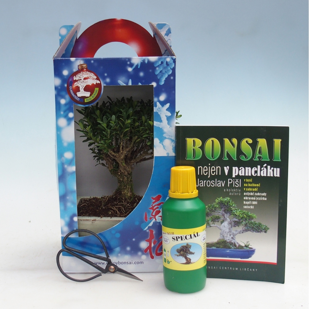 Bonsaï de chambre en boîte cadeau Buxus harlandii - buxus liège