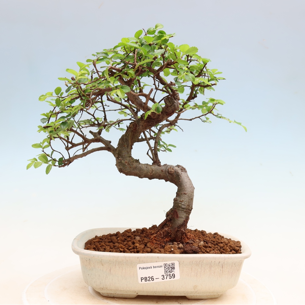 Bonsaï de chambre - Ulmus parvifolia - Orme à petites feuilles