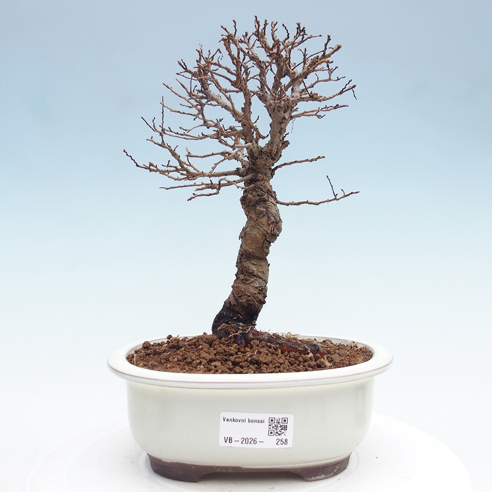 Bonsaï d'extérieur - Zelkova - Zelkova NIRE