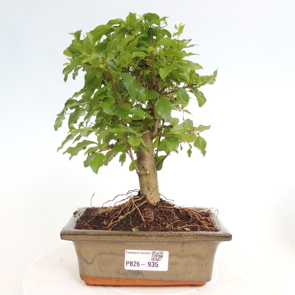 Bonsaï de chambre -Ligustrum chinensis - Bec d'oiseau