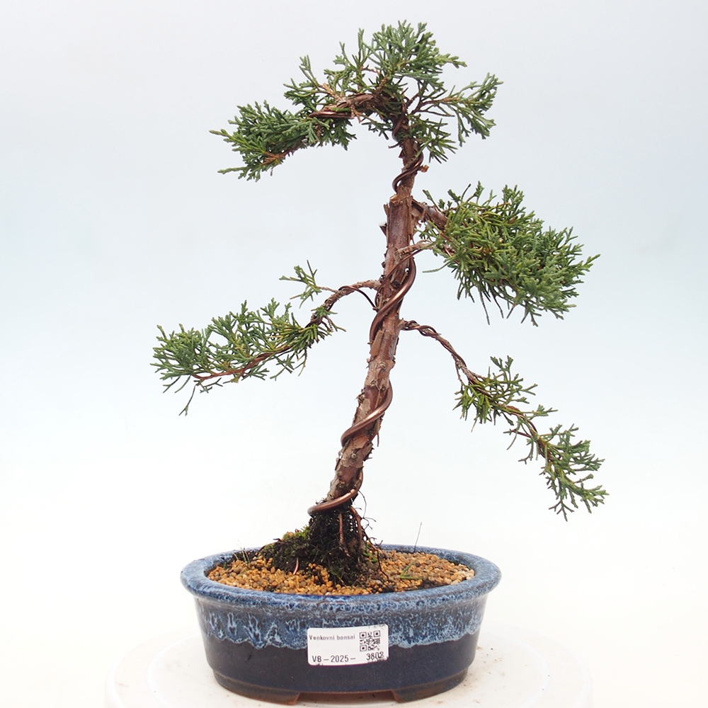 Bonsaï d'extérieur - Juniperus chinensis Kishu