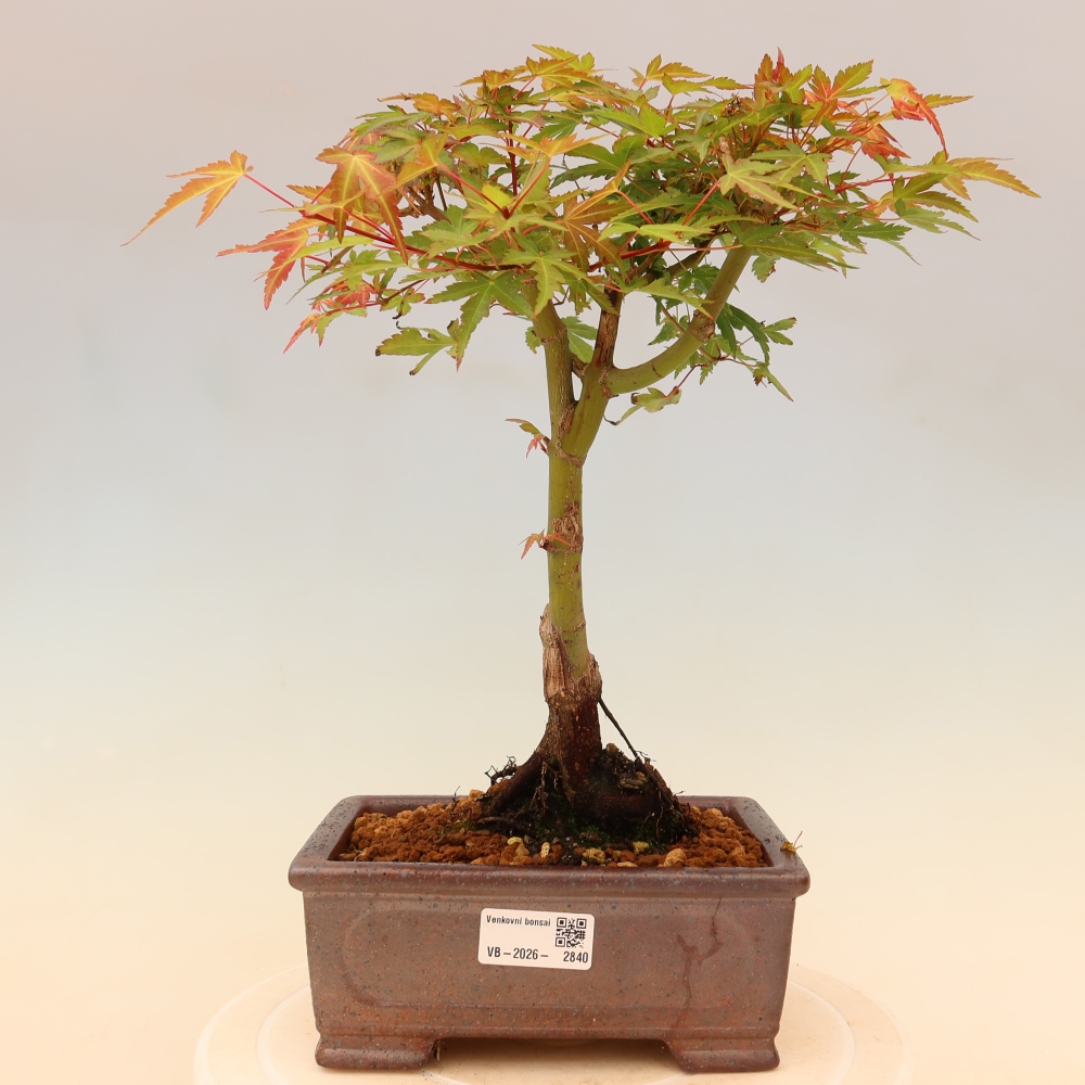 Érable de Norvège - Acer palmatum Beni Tsukasa