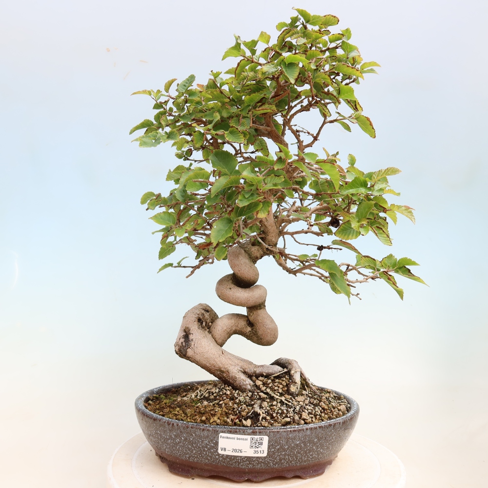 Bonsaï d'extérieur -Carpinus CARPINOIDES - Charme de Corée